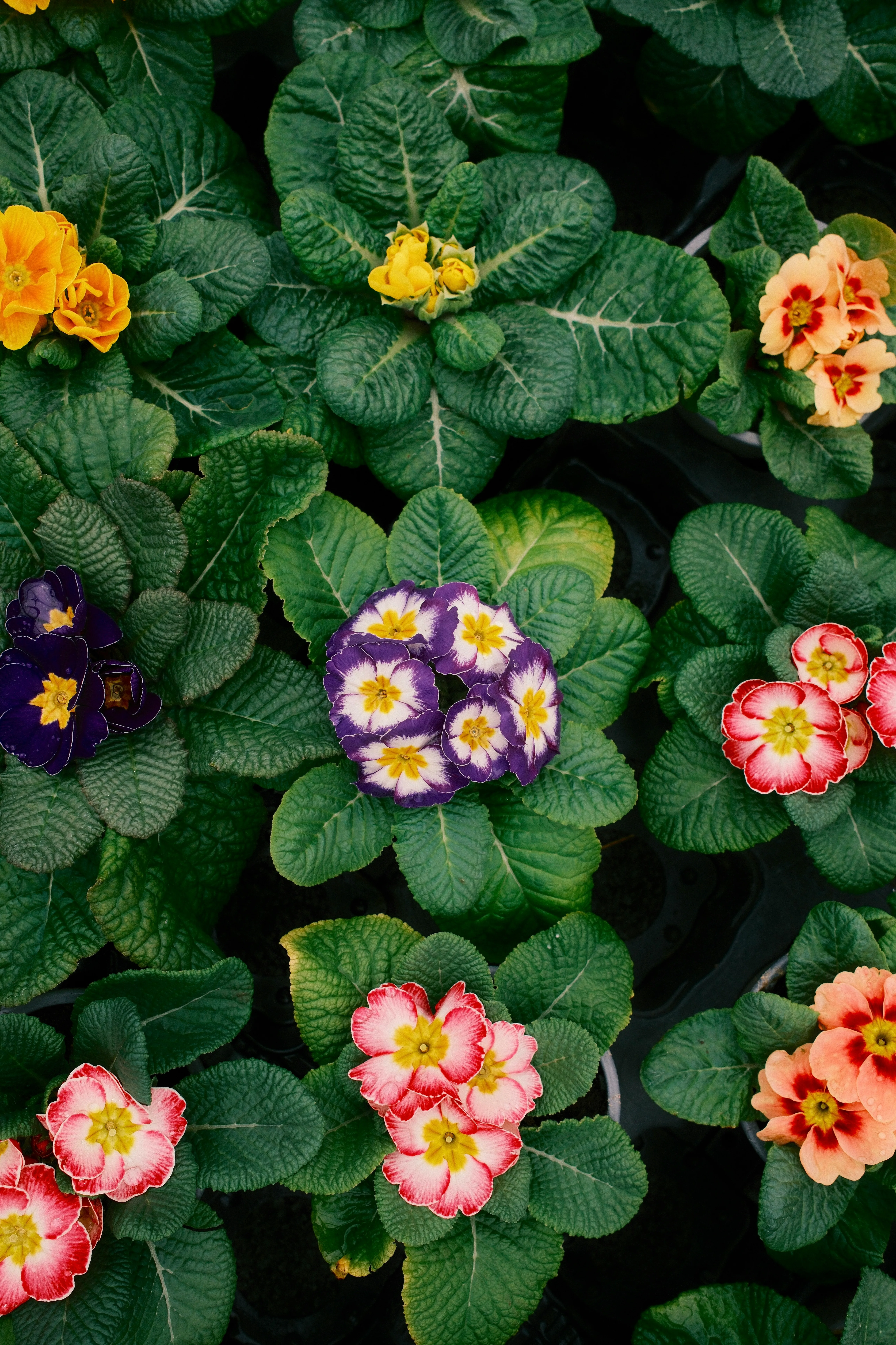 Vue de dessus sur plusieurs plants de primevères en fleurs aux couleurs variées : violet et blanc, rouge, rose, orange et jaune, sur un fond de larges feuilles vertes texturées.