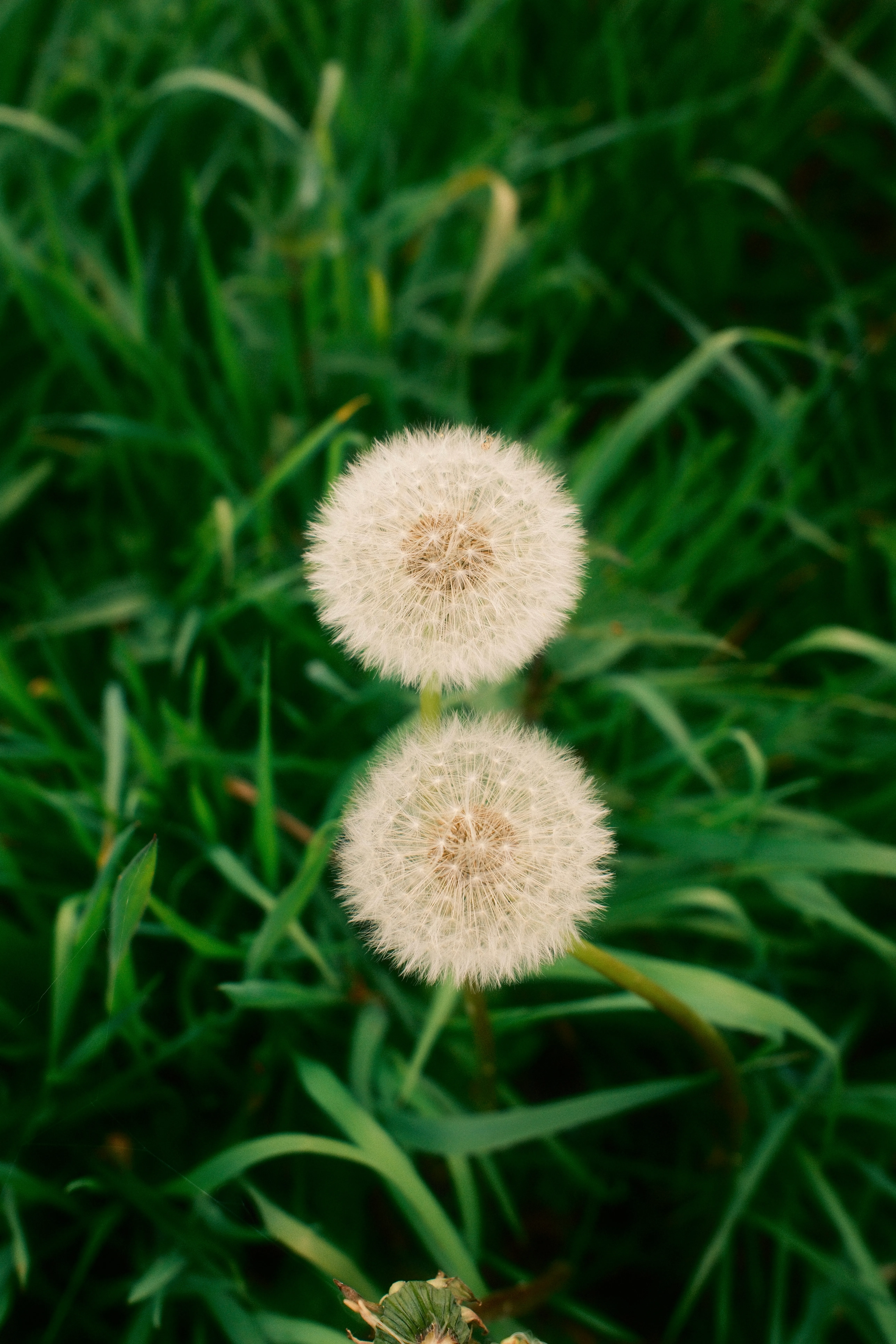 Deux fleurs de pissenlit en phase de fructification, formant des sphères blanches et duveteuses, photographiées en gros plan sur un fond de végétation verte floue.
