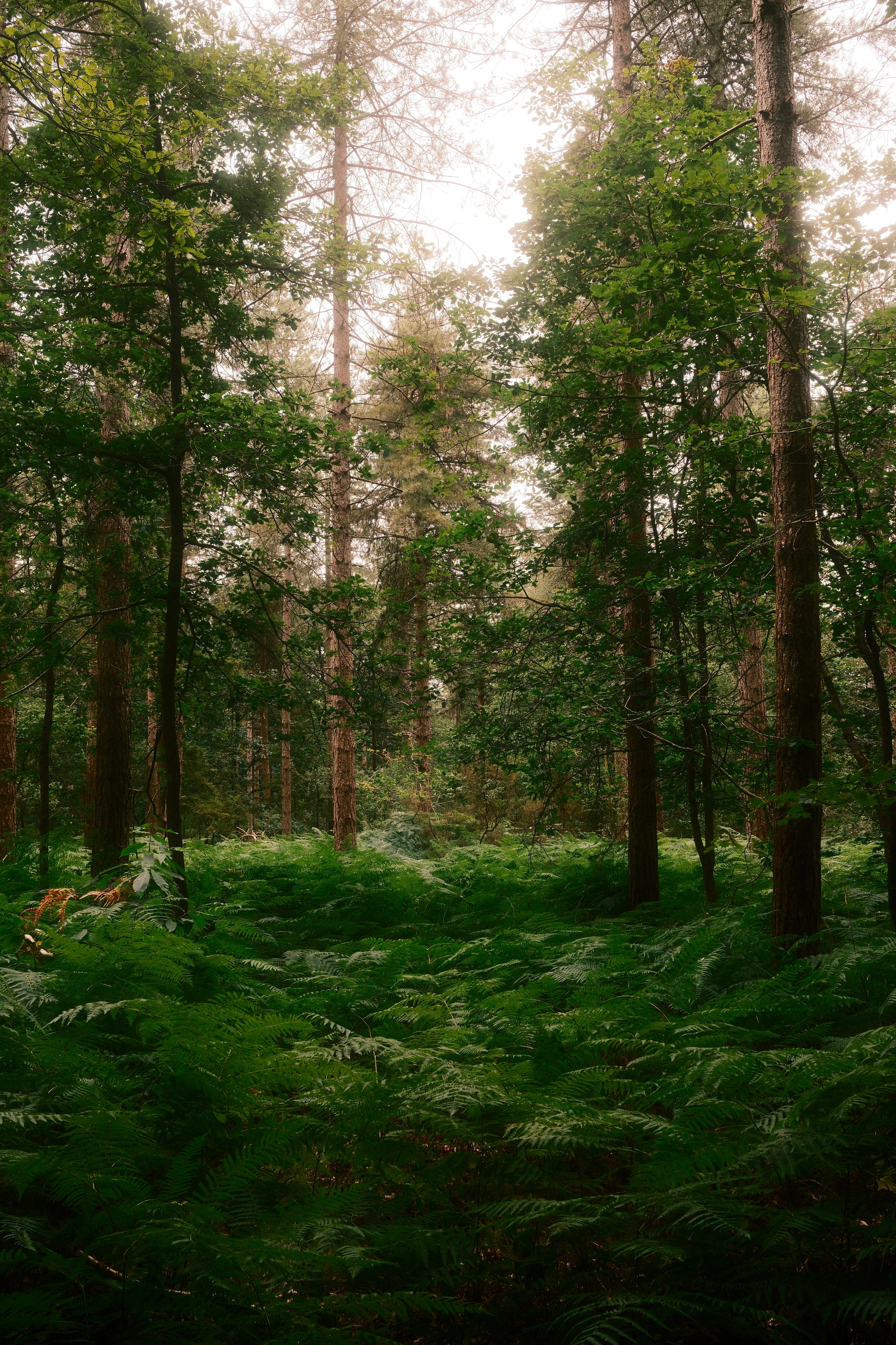 Forêt dense avec de grands troncs de conifères entourés d'un tapis de fougères vertes luxuriantes au sol, lumière diffuse filtrant à travers la canopée.