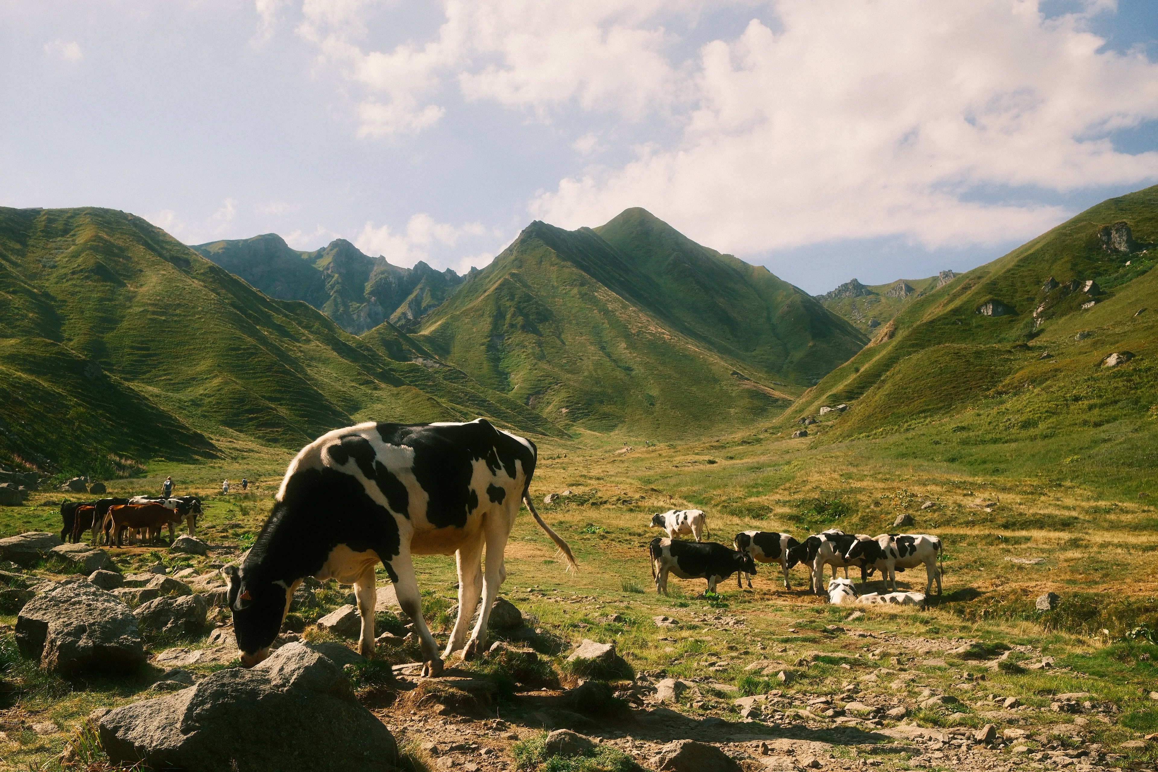 Des vaches Holstein noires et blanches paissent dans un alpage verdoyant entouré de montagnes escarpées sous un ciel nuageux. Au premier plan, une vache broute près de rochers tandis que le troupeau se disperse dans la vallée.