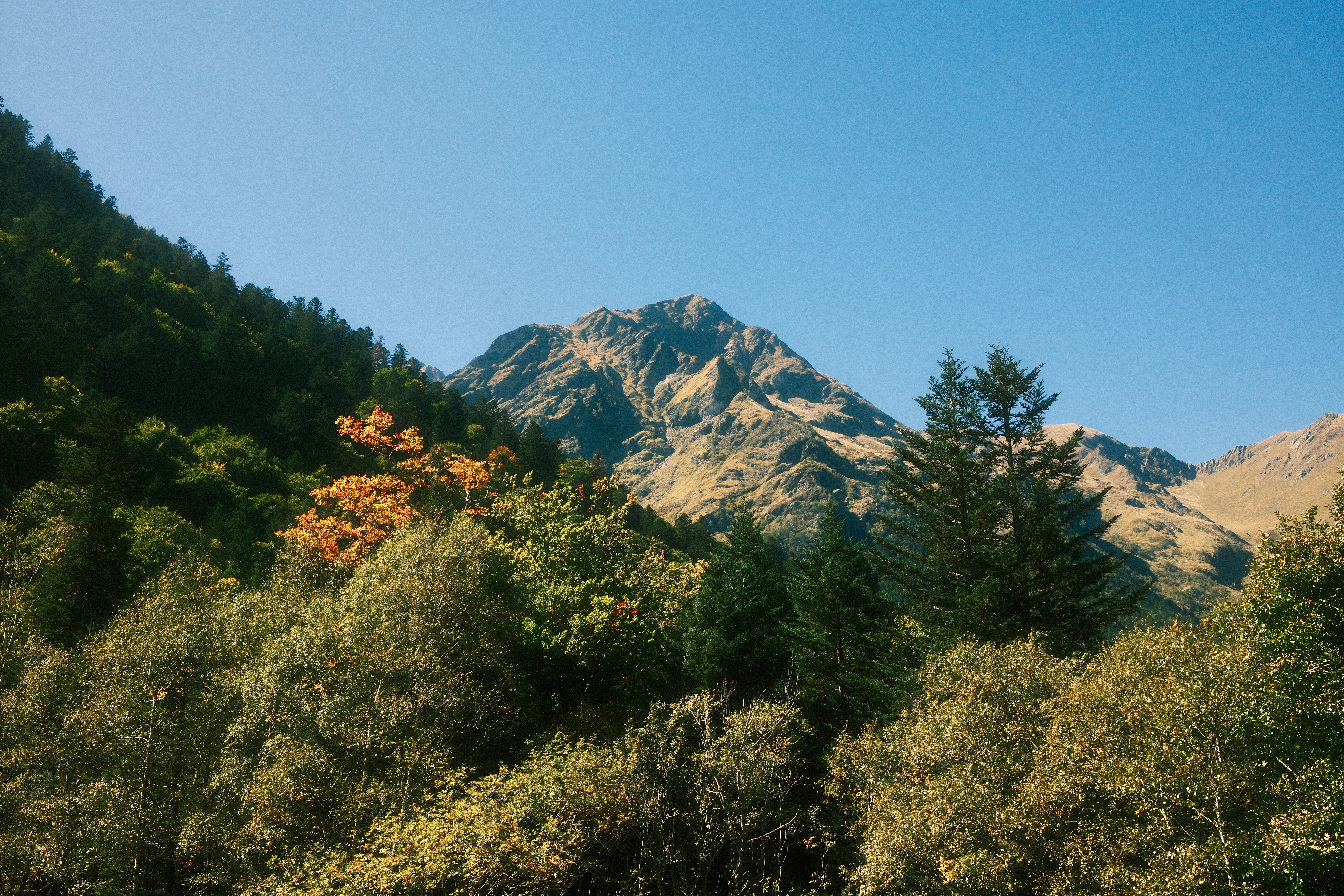 Paysage de montagne avec un sommet rocheux aride sous un ciel bleu clair, encadré par une forêt dense mêlant conifères verts et feuillus aux teintes orangées d'automne.